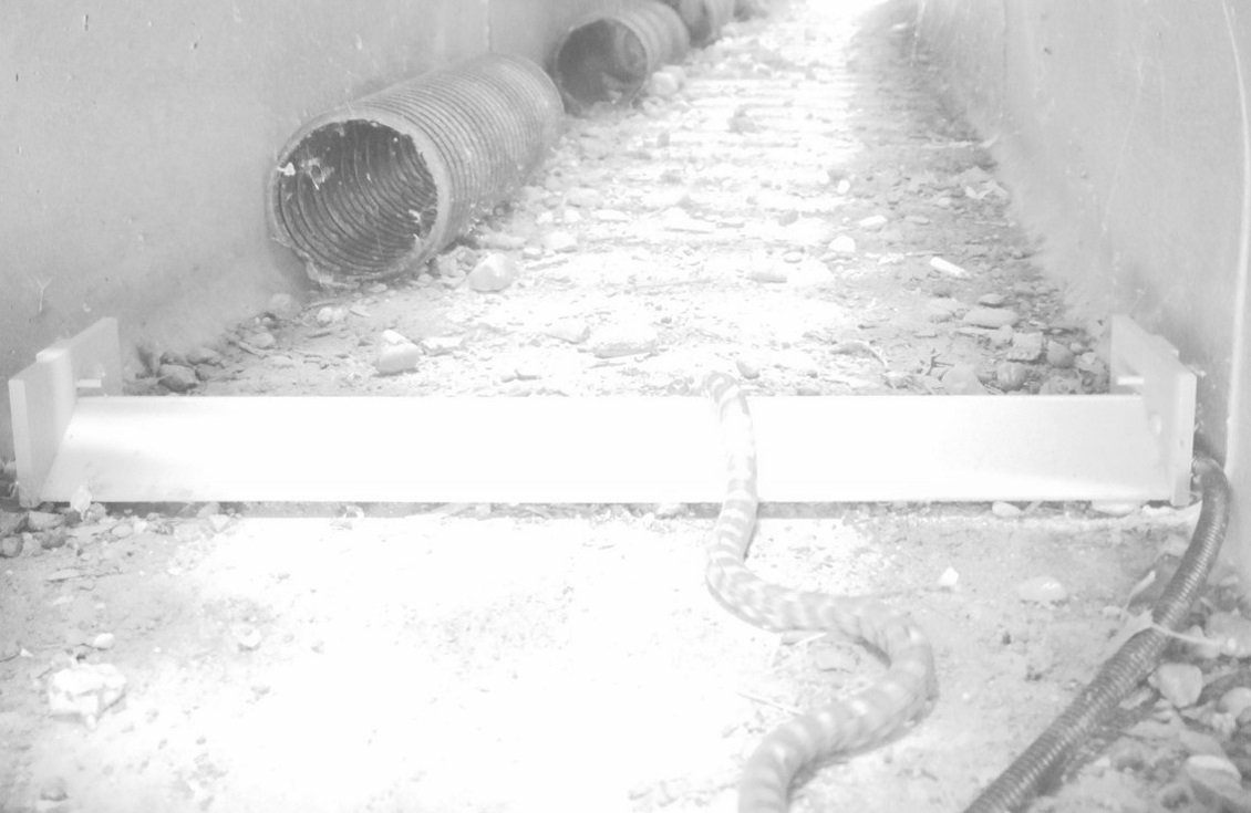 a camera image of a snake traversing an ecopassage