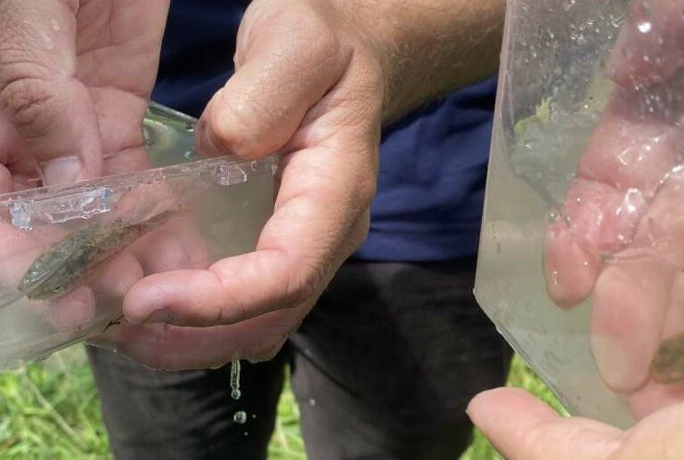 Adult Workshop: Fish Identification
