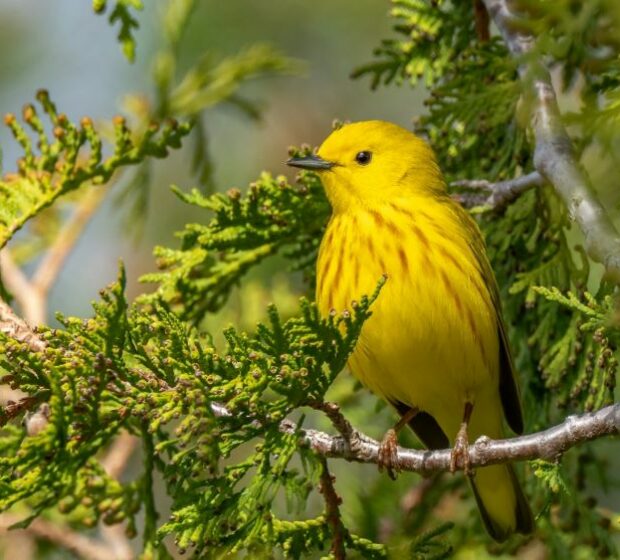 City of Toronto Spring Bird Festival