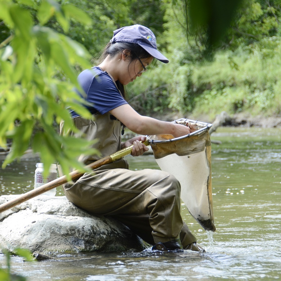 a TRCA biologist conducts benthic monitoring in a local stream