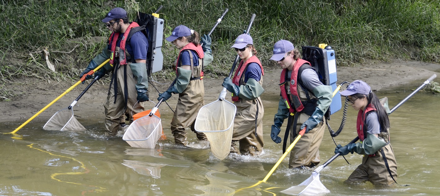 TRCA biologists conduct stream electrofishing