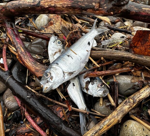 Dead in the Water: Uncovering the Spring Fisheries Mystery in Lake Ontario