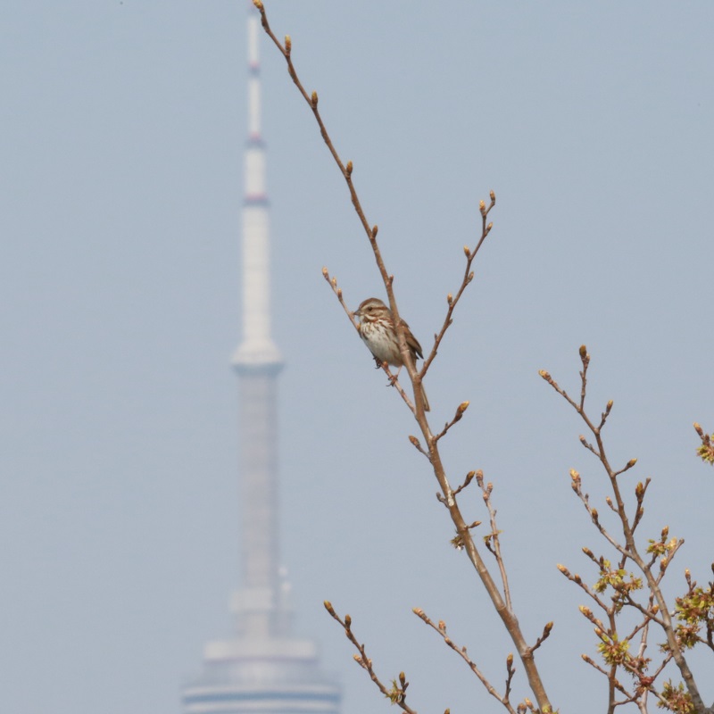 a migratory bird perches on a tree branch at Tommy Thompson Park on the Toronto waterfront