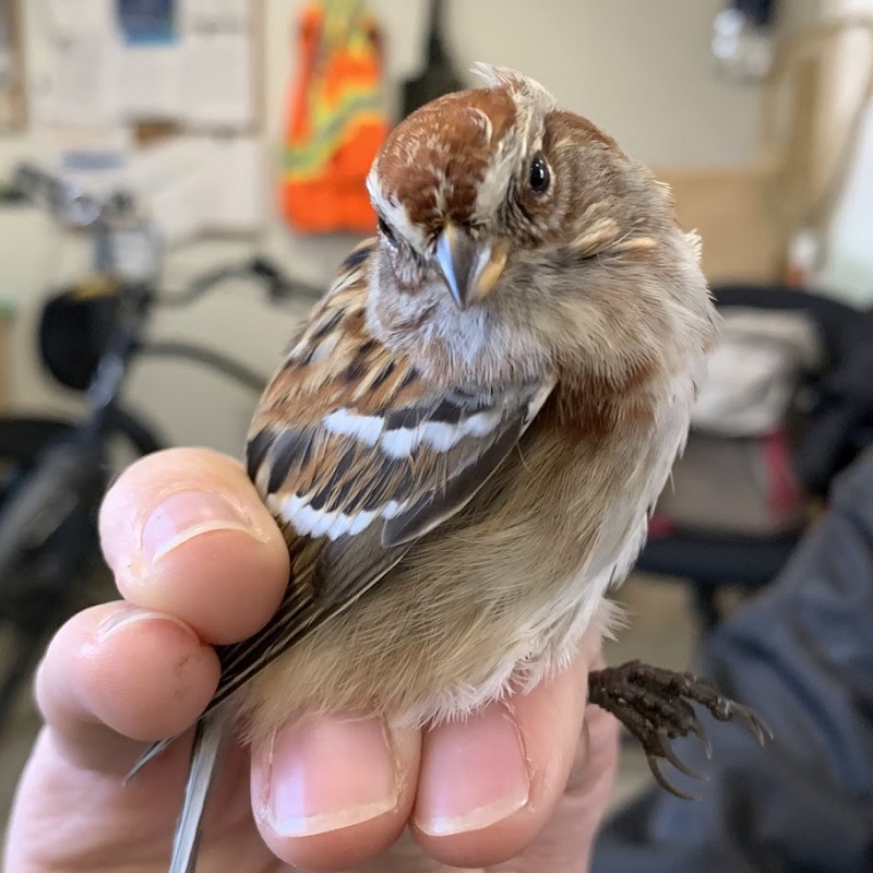 a TRCA team member at the Tommy Thompson Park Bird Research station gently holds a migratory songbird captured in the TTPBRS nets