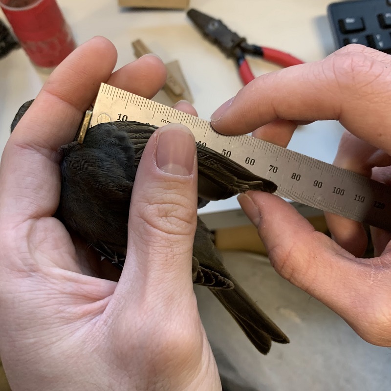 a TRCA team member at the Tommy Thompson Park Bird Research station measures the wing of a captured songbird