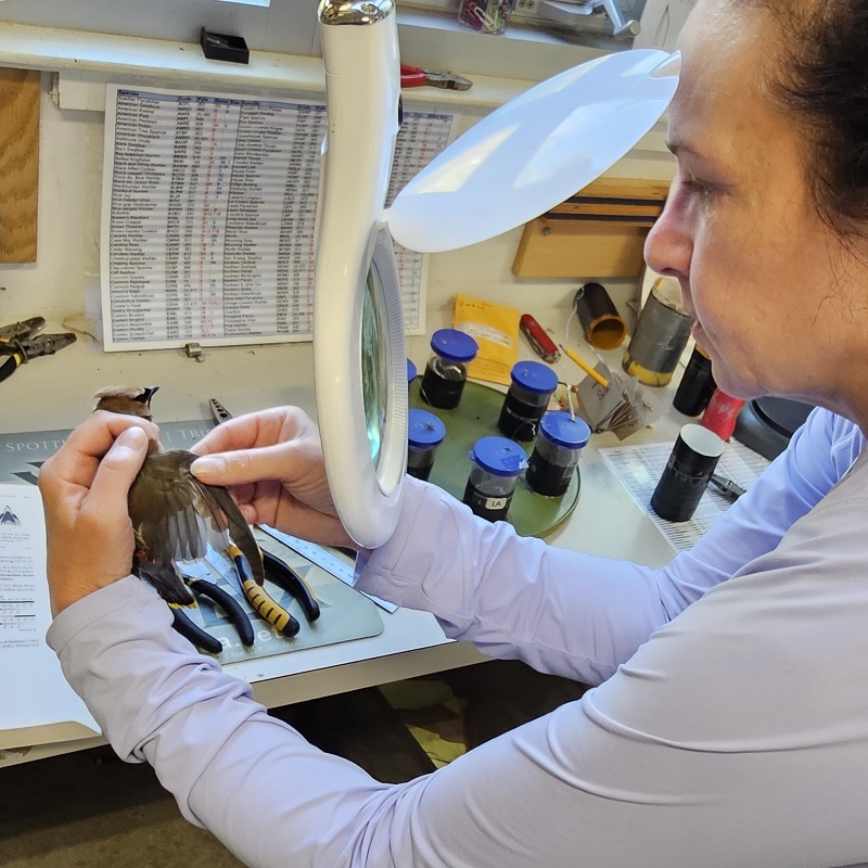 a TRCA team member at the Tommy Thompson Park Bird Research station uses a magnifier to study a captured songbird