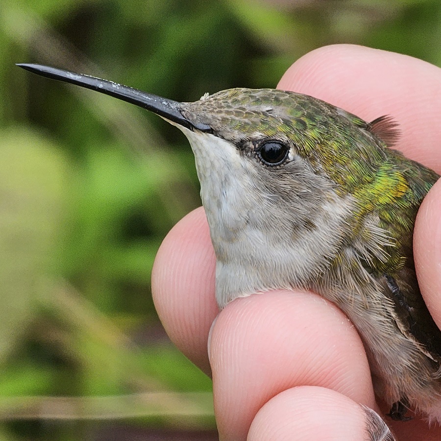 a TRCA team member at the Tommy Thompson Park Bird Research station gently holds a hummingbird