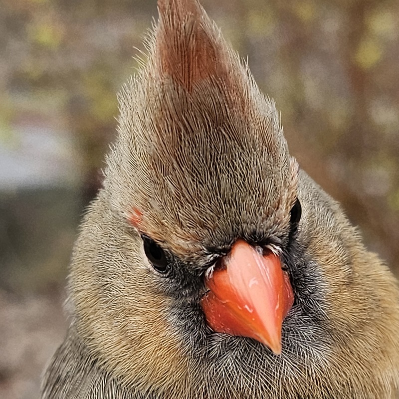 a female northern Cardinal