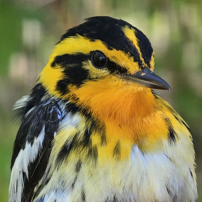 a Blackburnian Warbler found at Tommy Thompson Park