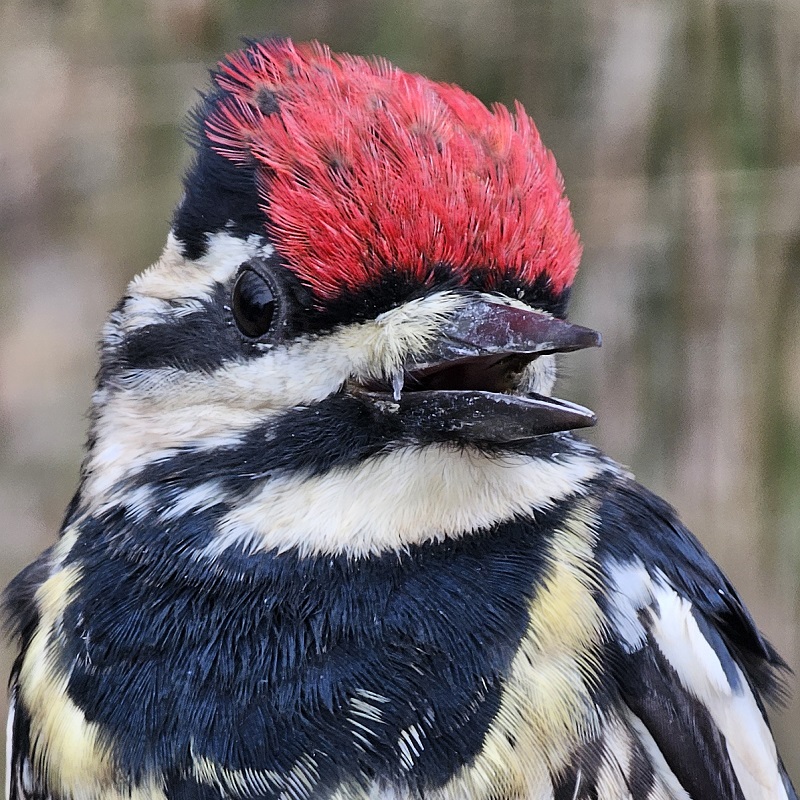 a yellow bellied sapsucker found at Tommy Thompson Park