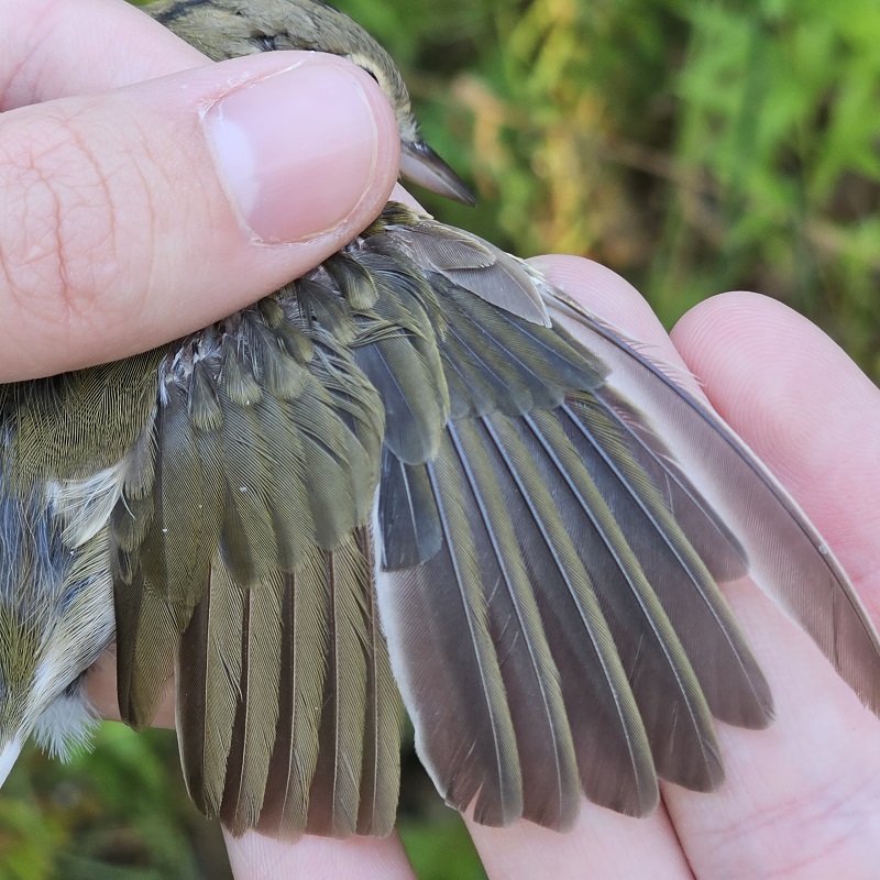 a team member from the Tommy Thompson Park Bird Research Station examines an Ovenbird wing