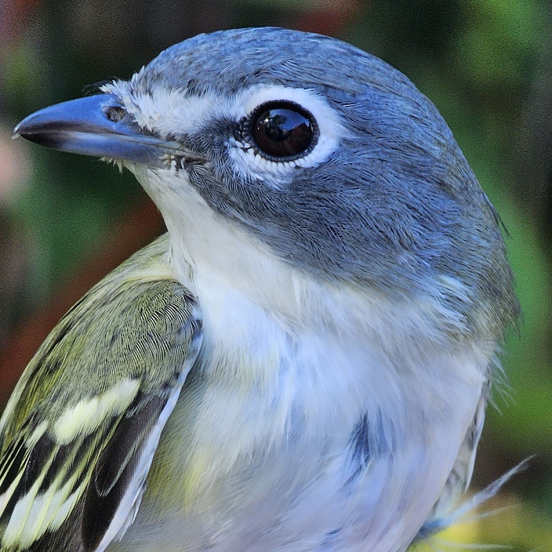 a Blue Headed vireo found at Tommy Thompson Park