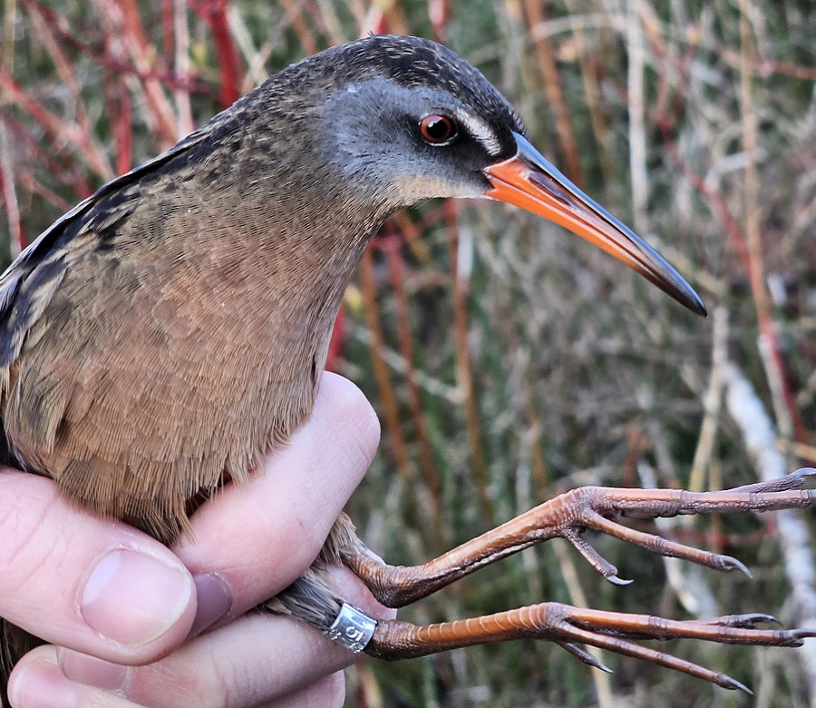 a Virginia Rail wears a band from the Tommy Thompson Park Bird Research Station