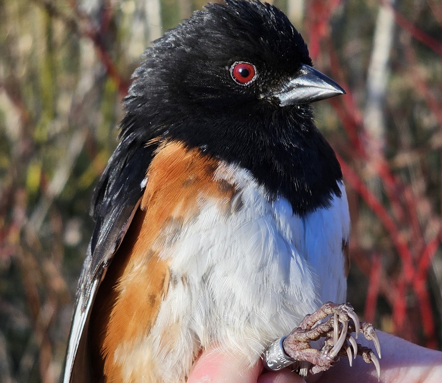 an Eastern Towhee wears a band on its leg from the Tommy Thompson Park Bird Research Station