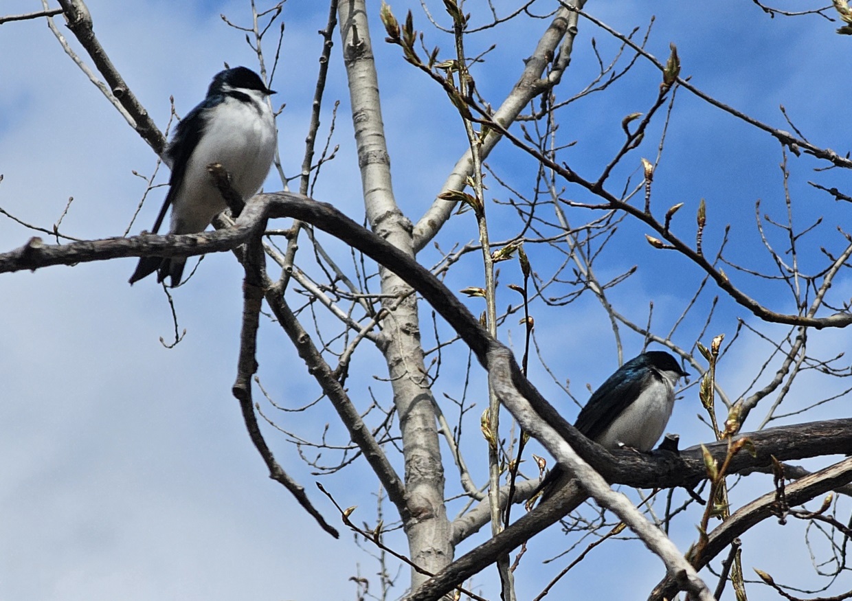Tree Swallows at Tommy Thompson Park