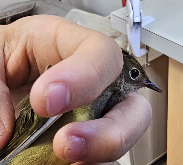 Inside the Tommy Thompson Park Bird Research Station