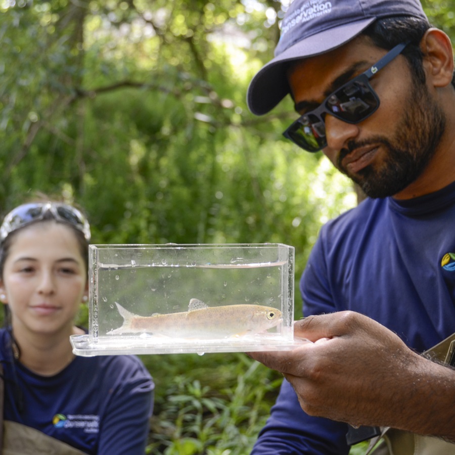 TRCA biologists conduct stream fishing research in the field