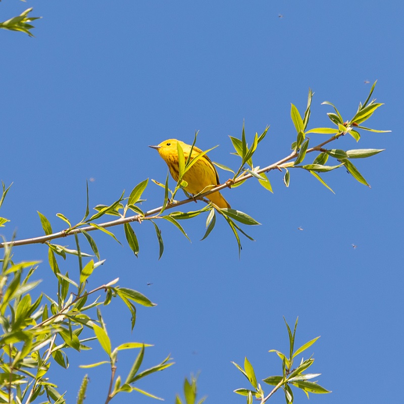 an American goldfinch perched in a tree at Tommy Thompson Park