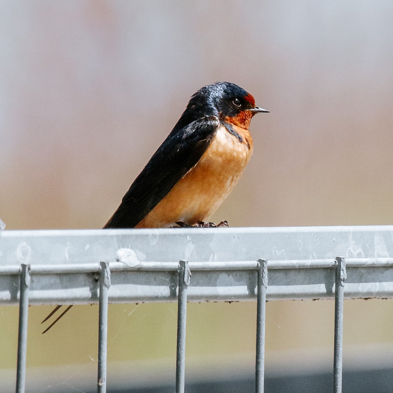 a migratory bird perches on a fence at Tommy Thompson Park