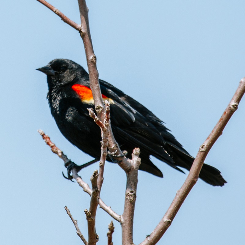 a red winged blackbird perches in a tree at Tommy Thompson Park