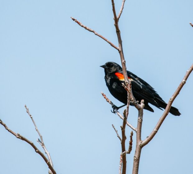 No Ordinary Spring Morning at Tommy Thompson Park: 2025 Spring Bird Festival