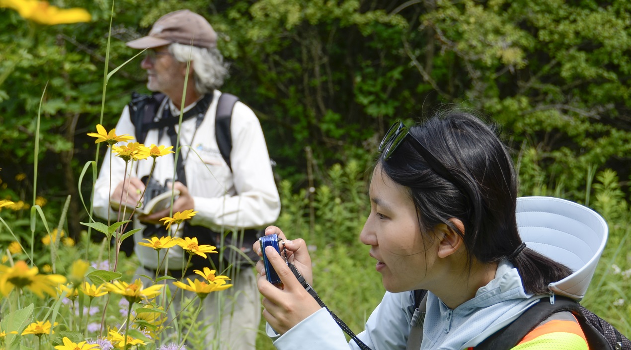 TRCA biologists monitor butterflies in The Meadoway