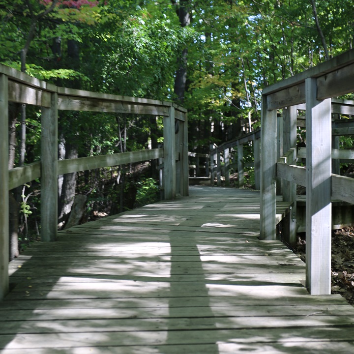 a boardwalk at Heart Lake Conservation Park