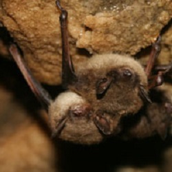 Little Brown Myotis