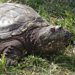 Snapping Turtle
