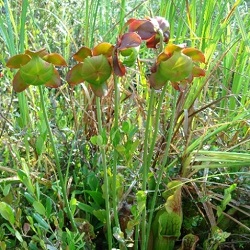 Pitcher-plant