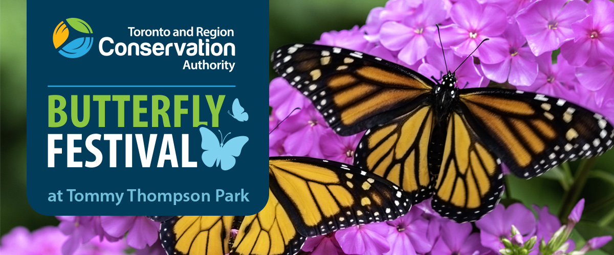 Join TRCA for the annual Butterfly Festival at Tommy Thompson Park on Saturday August 23 2025
