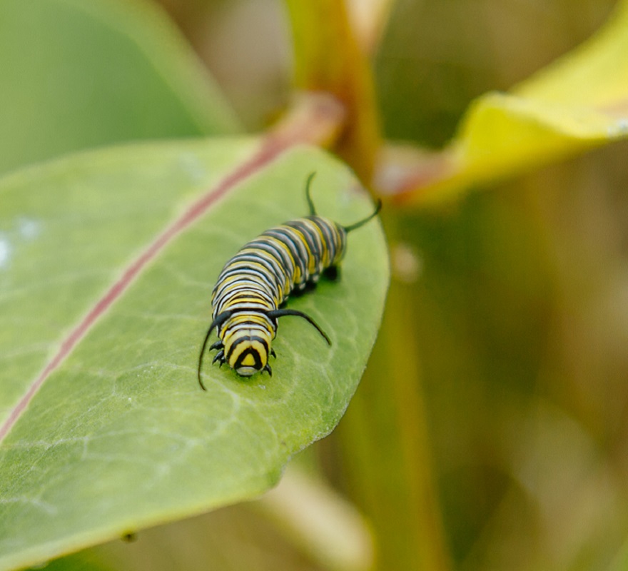 Monarch caterpillar