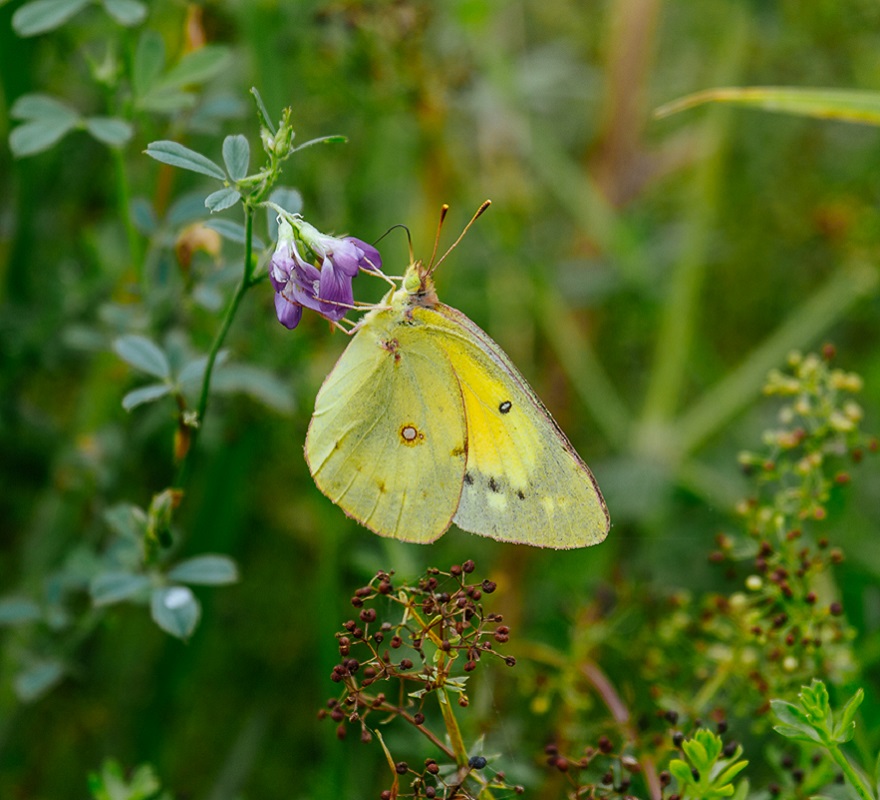 a butterfly lands on a native wildflower