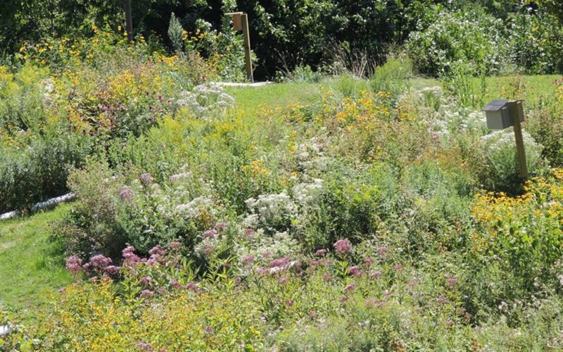 meadow plot restoration