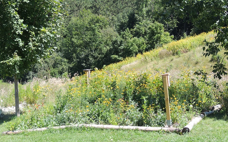meadow plot restoration