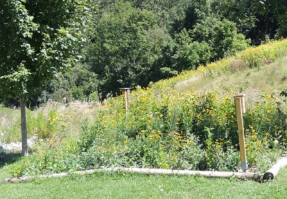 meadow plot restoration