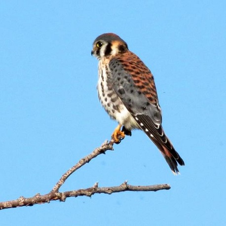an American kestrel perches in a tree branch