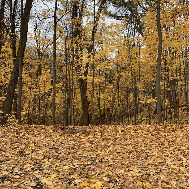 Kortright Centre for Conservation