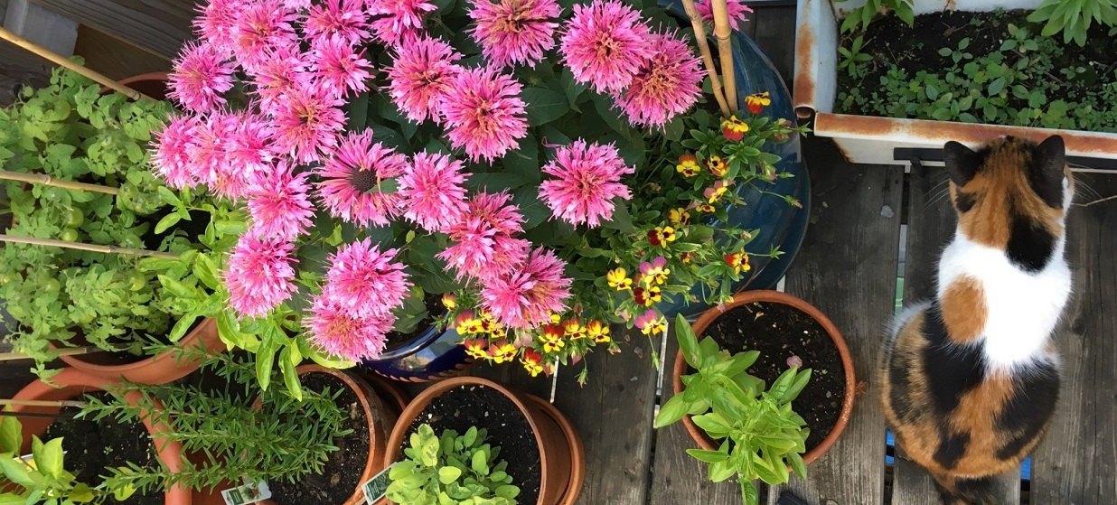 a container garden on a balcony