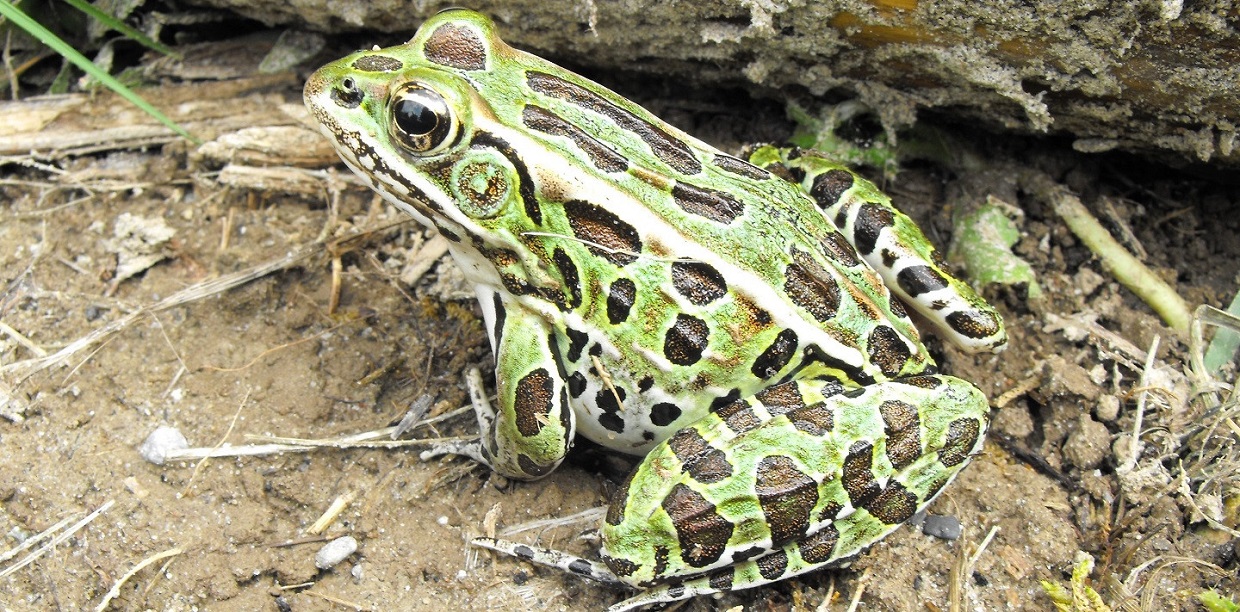 a northern leopard frog