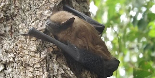 a bat clings to the trunk of a tree