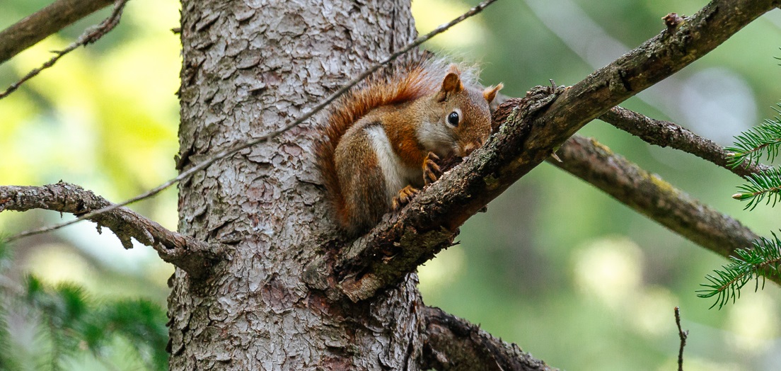 a brown squirrel nestles high in the branches of a tree