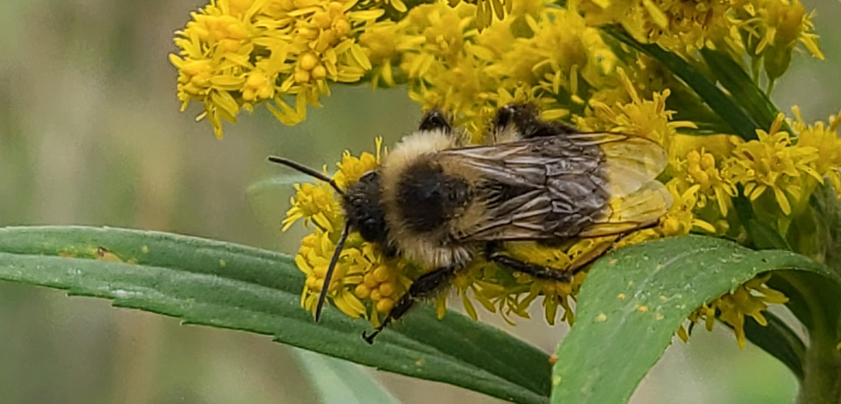 a bumble bee lands on a native wildflower