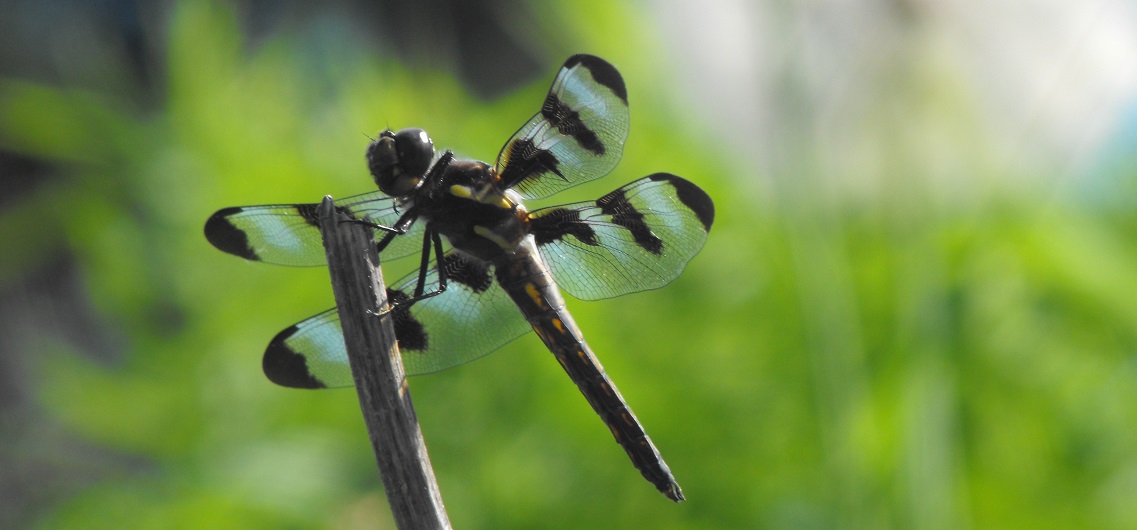 a dragonfly