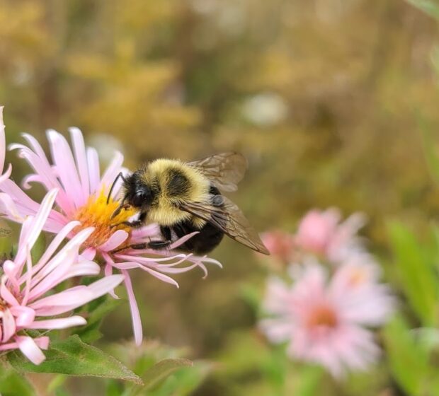 From Pollinator Patrols to Paranormal Hunts, TRCA’s Summer Itinerary Has Something for Everyone