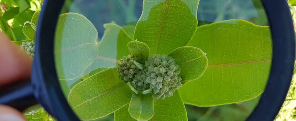 a student examines a plant through a magnifying glass