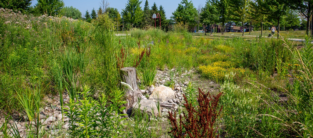Adam Wallace Memorial Park rain garden