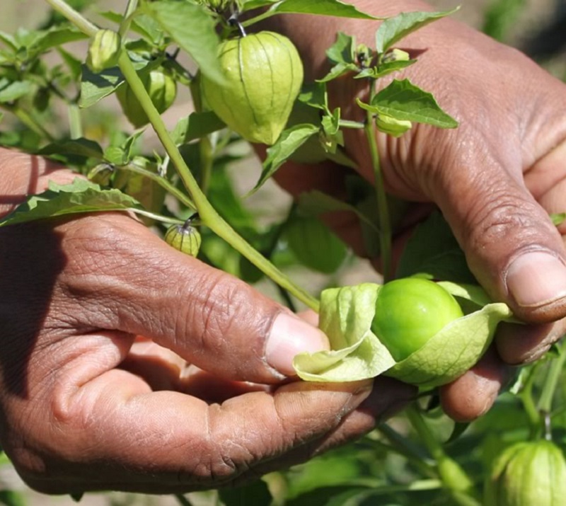 a neighbourhood resident at work in a community vegetable garden