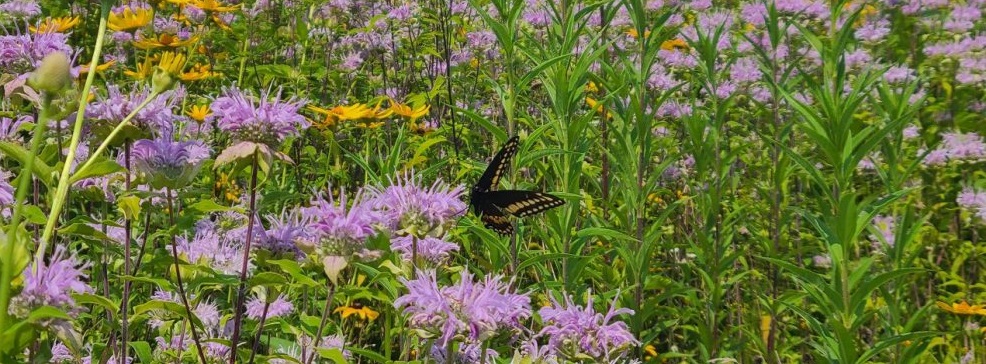 a butterfly lands on a native wildflower in a meadow