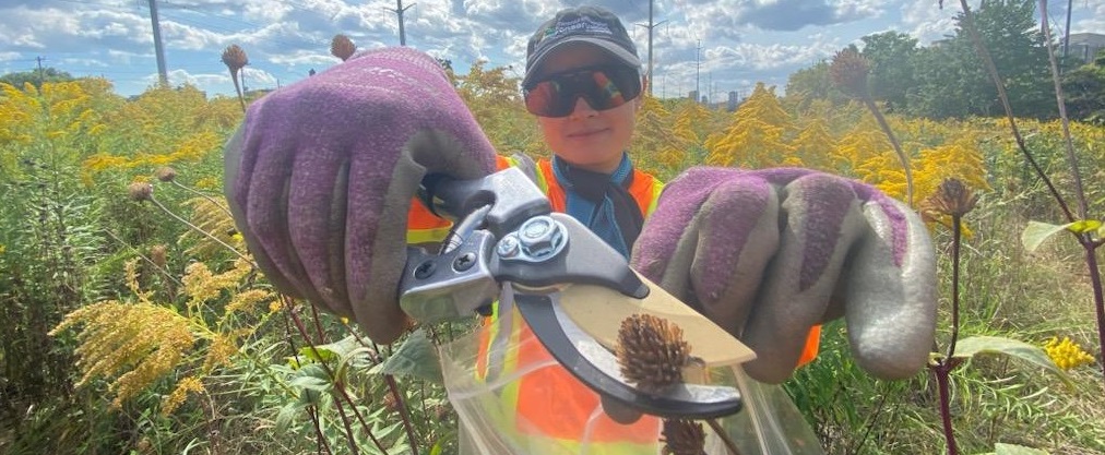 a TRCA team member conducts meadow restoration work